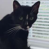 Thumbnail photo of Athena #2