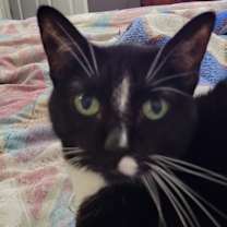 Thumbnail photo of Athena #3