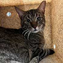 Thumbnail photo of Boji 49 #3