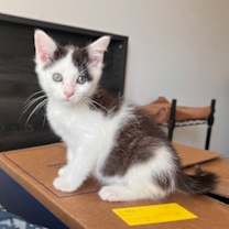 Thumbnail photo of Odyssey #1