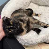 Thumbnail photo of Honeycrisp #1