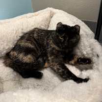 Thumbnail photo of Honeycrisp #3