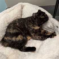 Thumbnail photo of Honeycrisp #4