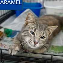 Thumbnail photo of Caramel (FCID# 12/01/2025 - 19 Trainer) #1