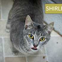 Thumbnail photo of Shirley (FCID# 12/01/2025 - 12 Trainer) #2
