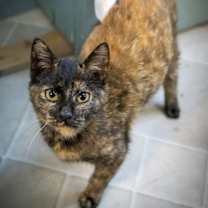 Thumbnail photo of Josie (FCID# 12/01/2025 - 14 Trainer) #1