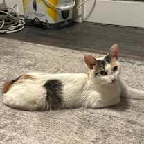 Thumbnail photo of Coquelicot #4