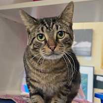 Thumbnail photo of Minx #1