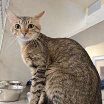 Thumbnail photo of Stallone #2