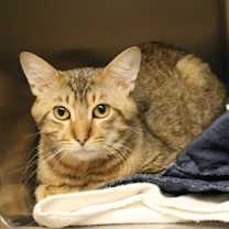 Thumbnail photo of Stallone #3