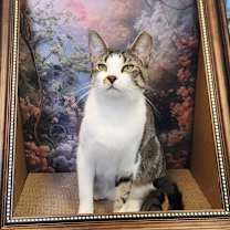 Thumbnail photo of Kronos #2