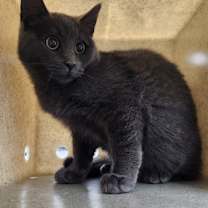 Thumbnail photo of Frankincense #3