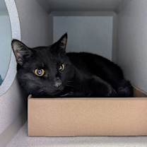 Thumbnail photo of Wolf #2