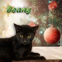 Thumbnail photo of Beany #1