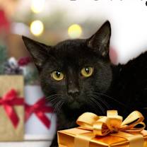 Thumbnail photo of Beany #3