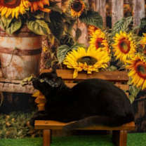 Thumbnail photo of Beany #4