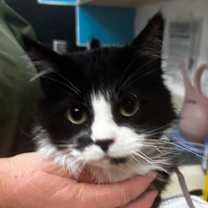 Thumbnail photo of Peppermint Patty #2