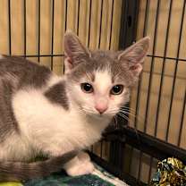 Thumbnail photo of Setzer #2