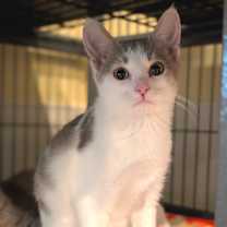 Thumbnail photo of Setzer #3