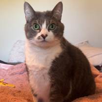 Thumbnail photo of Feisty #1