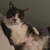 Thumbnail photo of Feisty #2