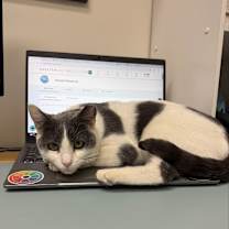 Thumbnail photo of Patches #3