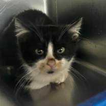 Thumbnail photo of Starlight #2