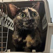 Thumbnail photo of Marnie #2