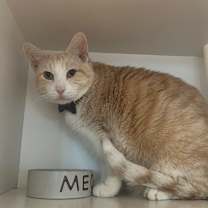 Thumbnail photo of Bob #1