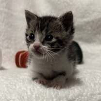 Thumbnail photo of Ottie #1