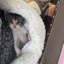 Thumbnail photo of Ottie #2