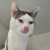 Thumbnail photo of Gordie Meow #3