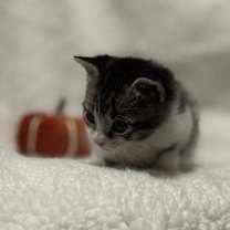 Thumbnail photo of Ottie #3