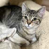 Thumbnail photo of Pocahontas  #2