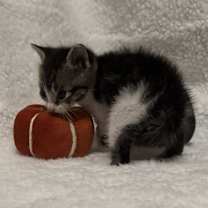 Thumbnail photo of Ottie #4