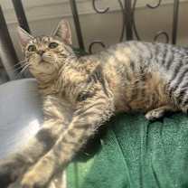 Thumbnail photo of Pocahontas  #3