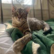 Thumbnail photo of Pocahontas  #4