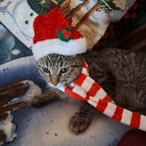 Thumbnail photo of Afonso BONDED with Durante #1