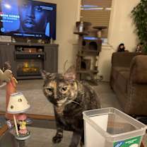 Thumbnail photo of Junie #3