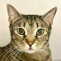 Thumbnail photo of Snuggie #1