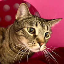 Thumbnail photo of Snuggie #2