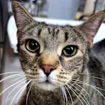 Thumbnail photo of Snuggie #3