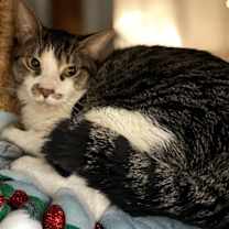 Thumbnail photo of Solo #2