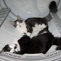 Thumbnail photo of Jibby and Eevee #2