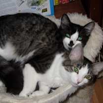 Thumbnail photo of Jibby and Eevee #3