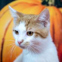 Thumbnail photo of KitKat #2