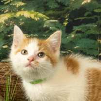 Thumbnail photo of KitKat #3