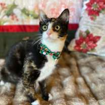 Thumbnail photo of Marion  *A PRIORITY PET* #2