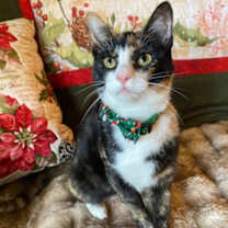 Thumbnail photo of Marion  *A PRIORITY PET* #3