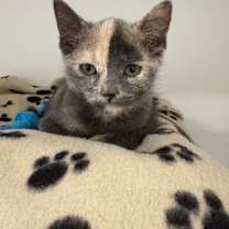 Thumbnail photo of Chamoy #2